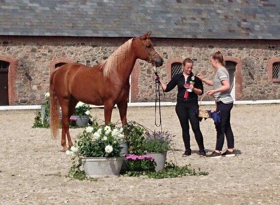 Arabisk fuldblod (OX) Malicas Lou Lou rip 2018 billede 18