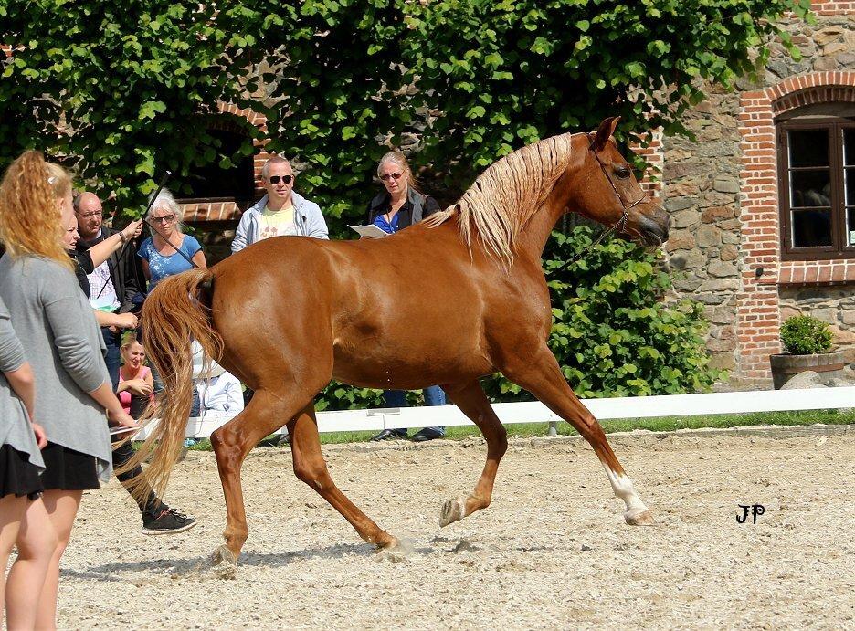 Arabisk fuldblod (OX) Malicas Lou Lou rip 2018 billede 19