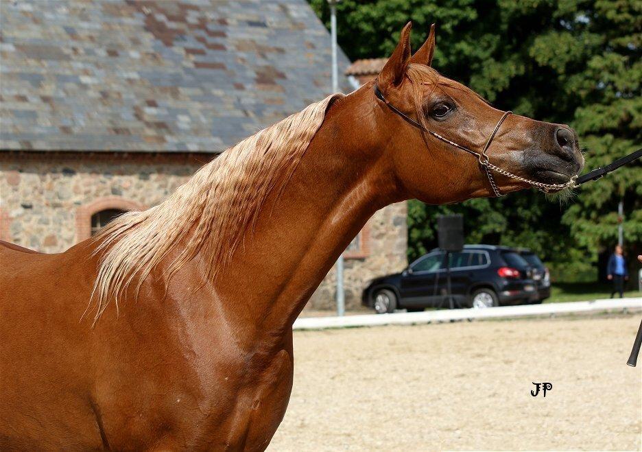 Arabisk fuldblod (OX) Malicas Lou Lou rip 2018 billede 20