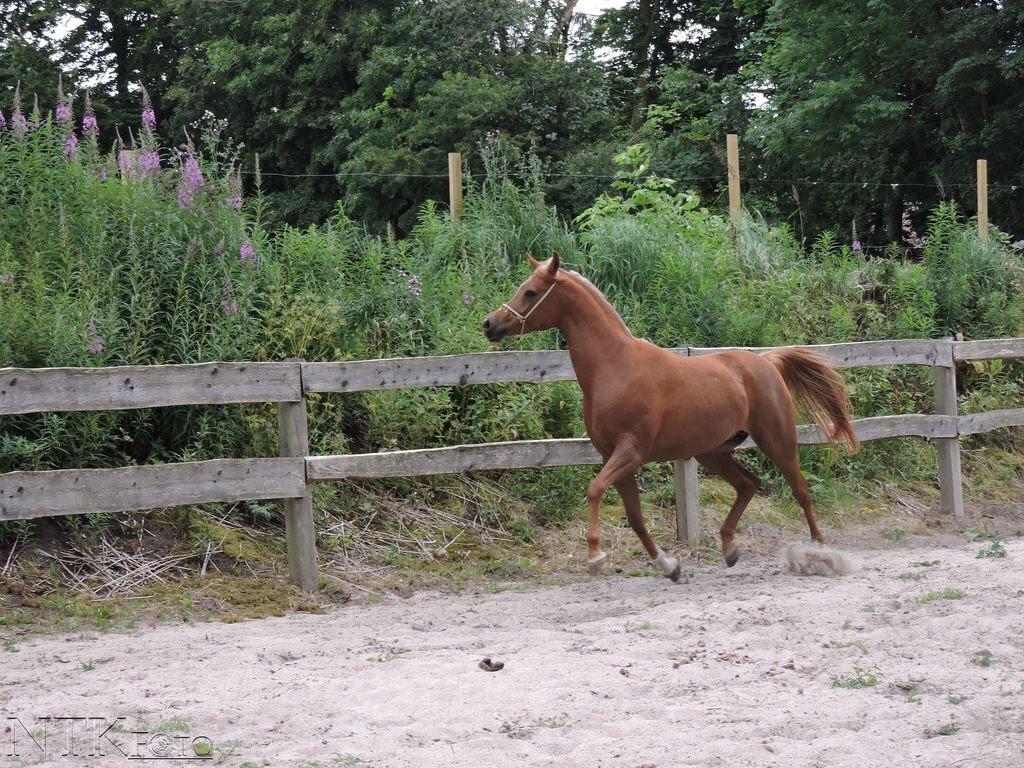 Arabisk fuldblod (OX) Malicas Lou Lou rip 2018 billede 17