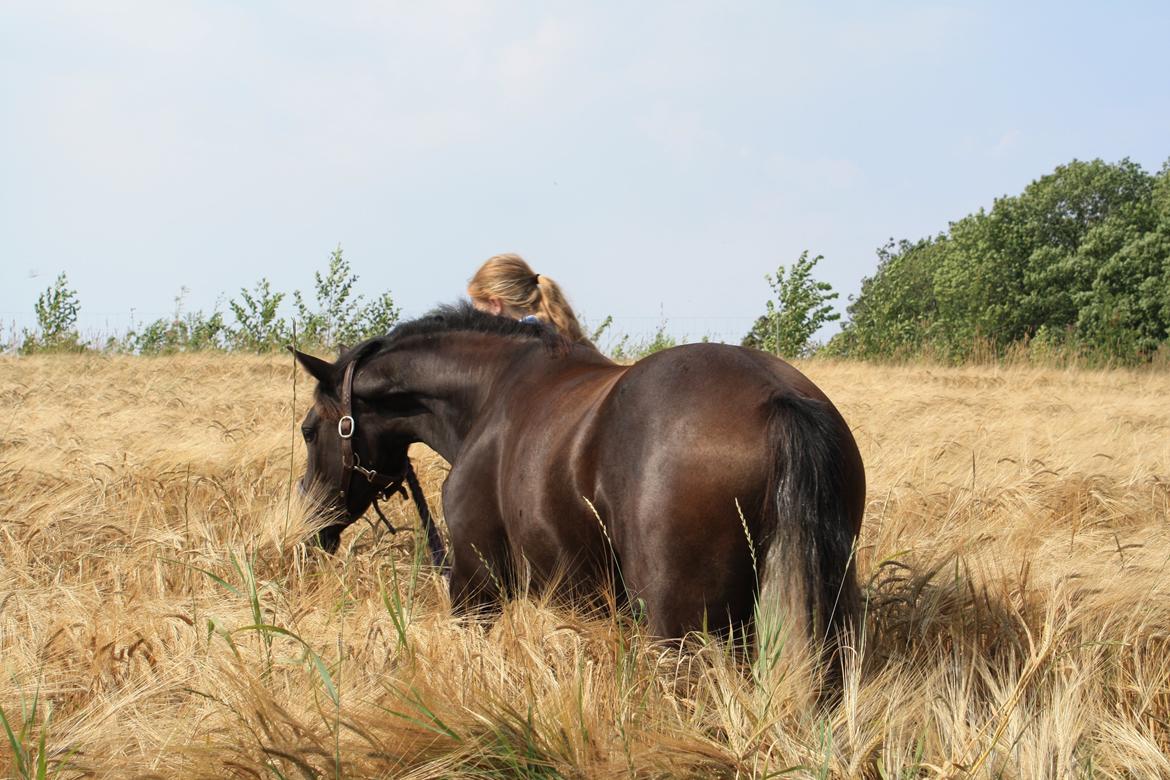 New Forest Fuglsangs Sweet Cookie billede 13