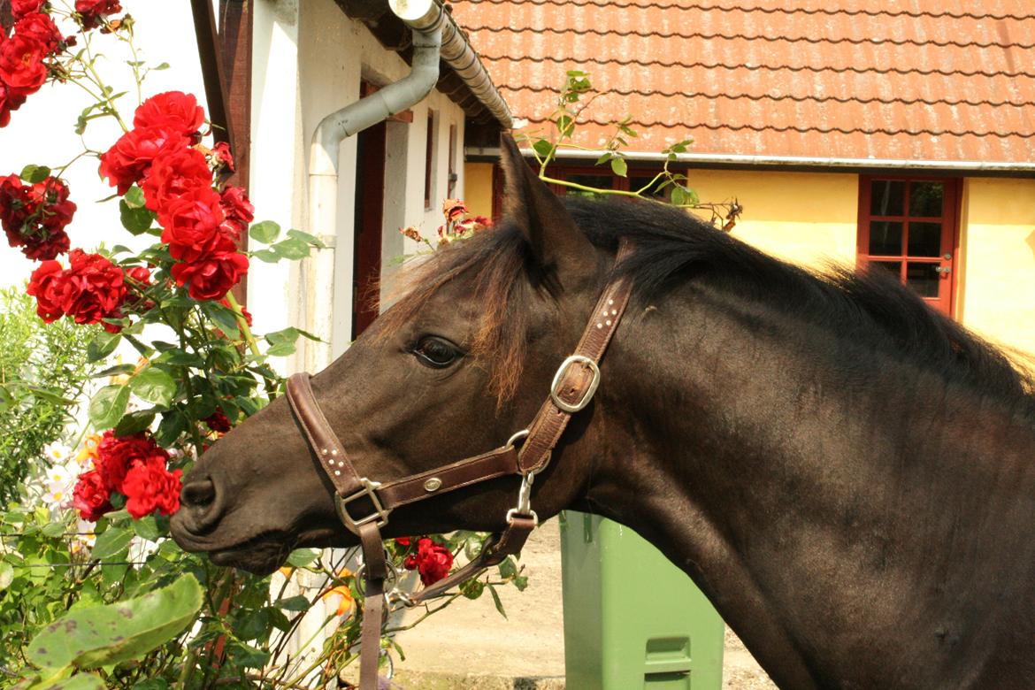 New Forest Fuglsangs Sweet Cookie - Velkommen til Cookies profil billede 1