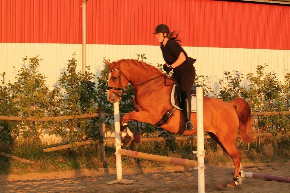 Dansk Varmblod Diamant billede 11