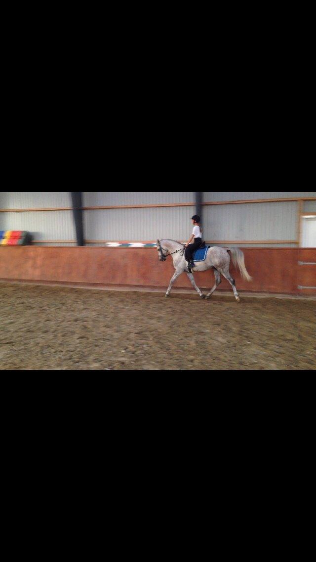 Arabisk fuldblod (OX) Jerome milano  *tidl. Part* billede 9