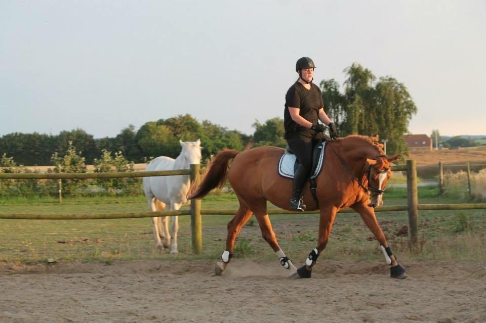 Dansk Varmblod Diamant billede 13