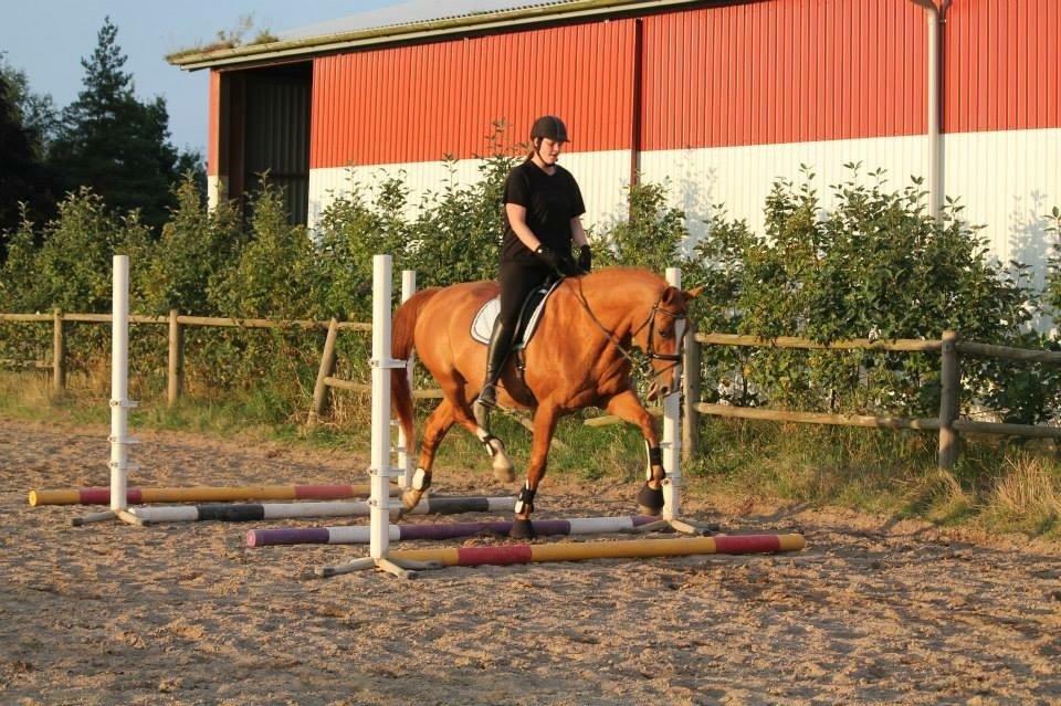 Dansk Varmblod Diamant billede 14