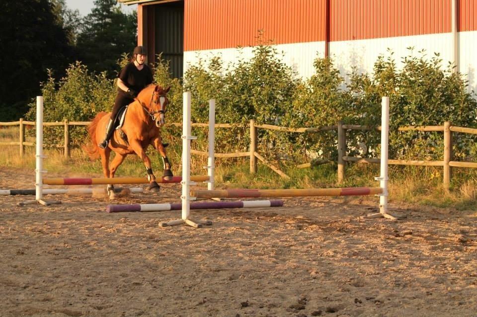 Dansk Varmblod Diamant billede 15