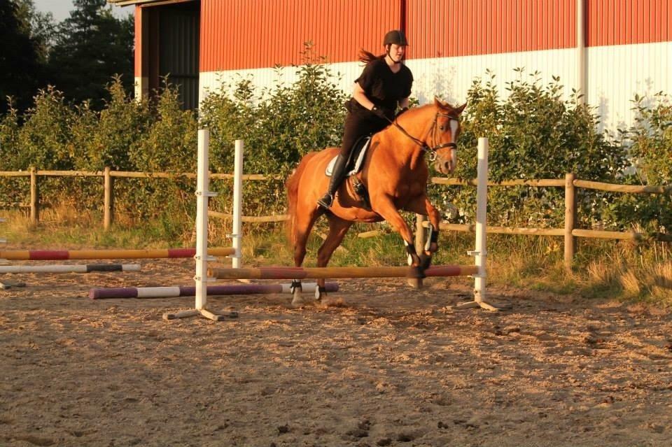 Dansk Varmblod Diamant billede 16