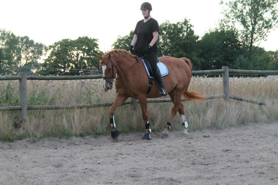 Dansk Varmblod Diamant billede 12