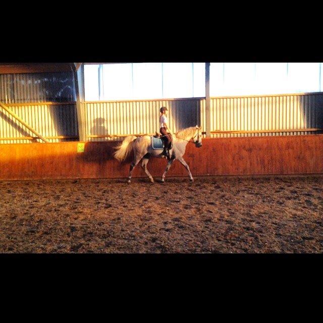 Arabisk fuldblod (OX) Jerome milano  *tidl. Part* billede 7