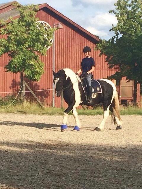 Tinker Charmer - Et par dage efter jeg fik ham. billede 4