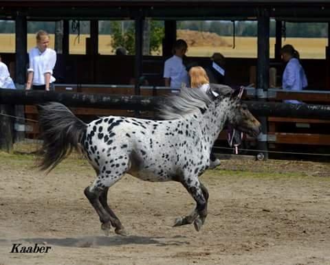 Hollandsk Miniature Diederik I <3 R.I.P d 17/8-18 billede 17