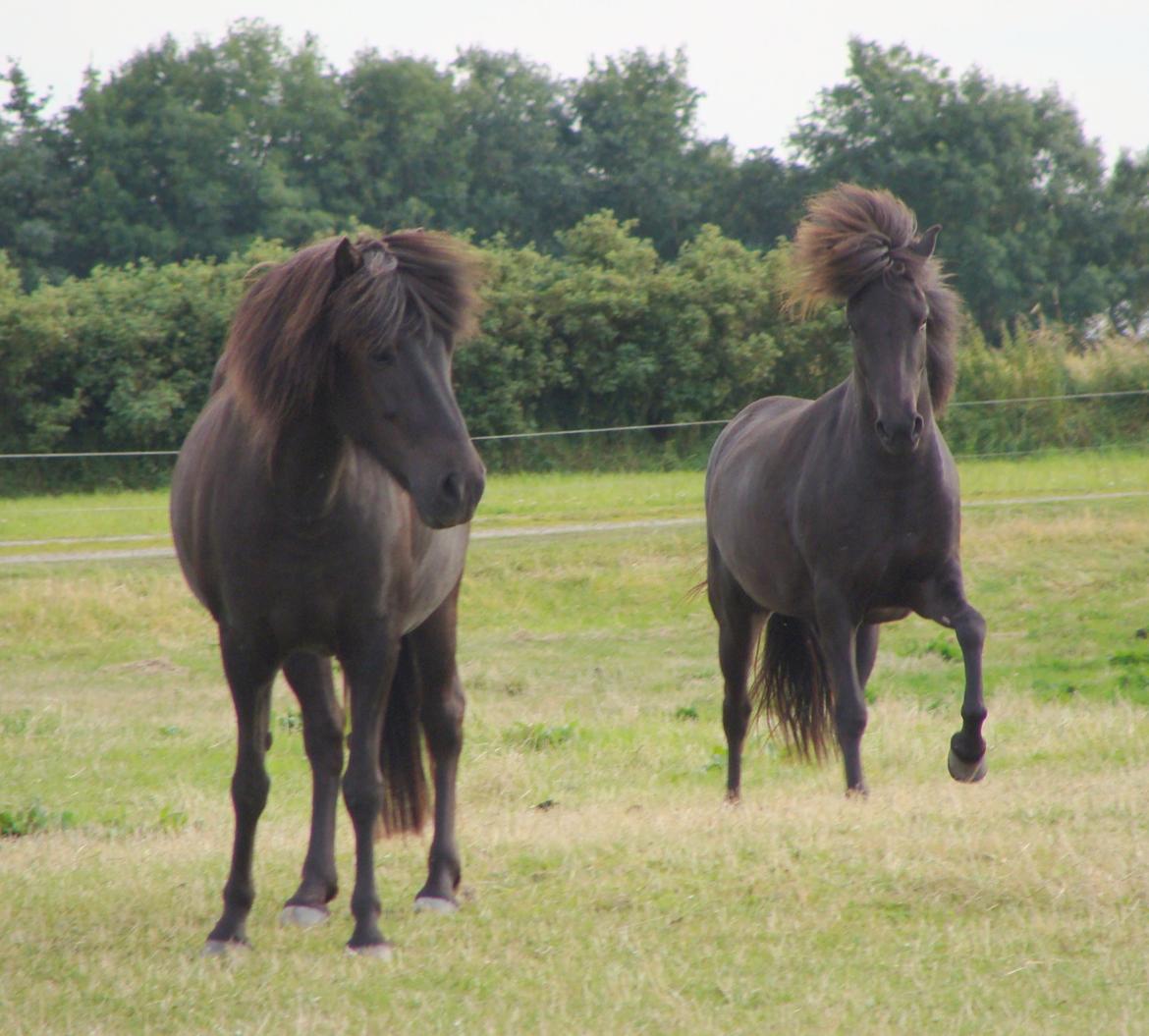 Islænder Harpa fra Klim Bjerg billede 16
