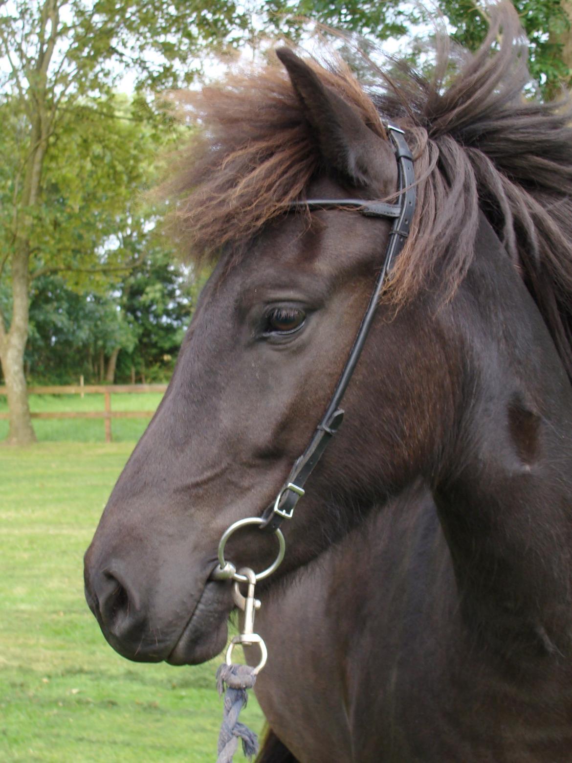 Islænder Harpa fra Klim Bjerg billede 1