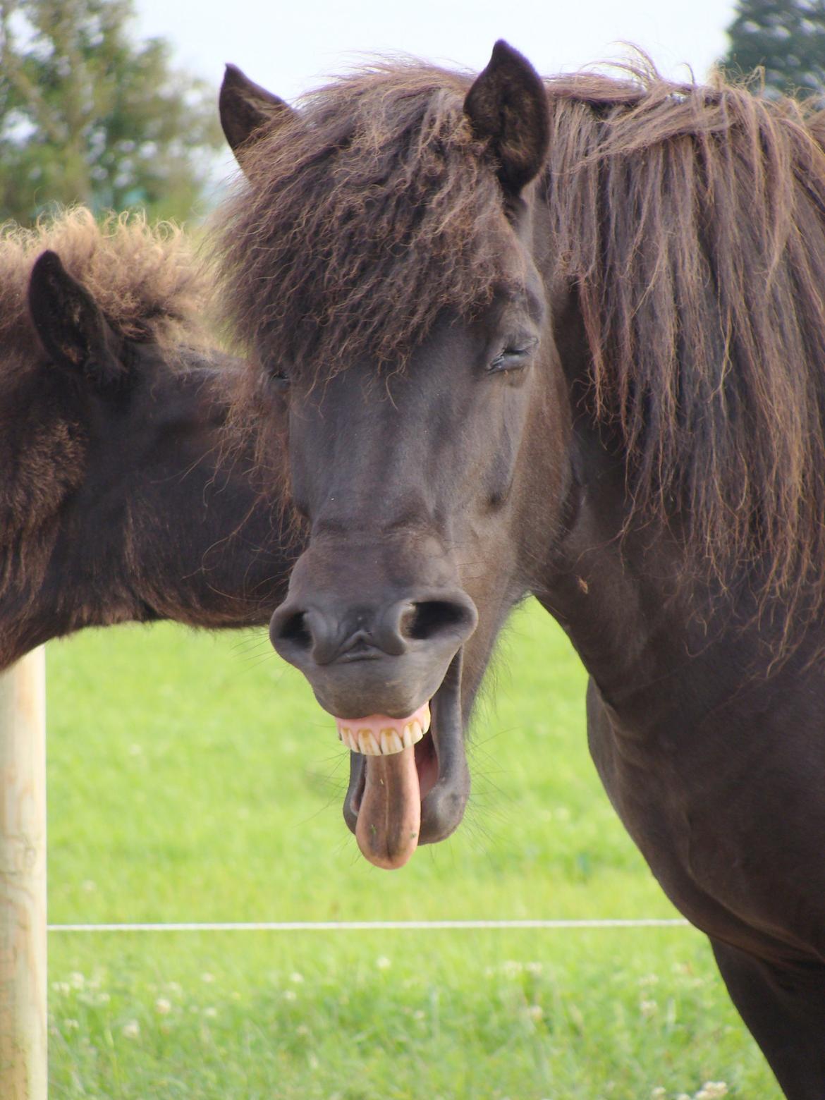 Islænder Fina fra Døesbæk billede 3