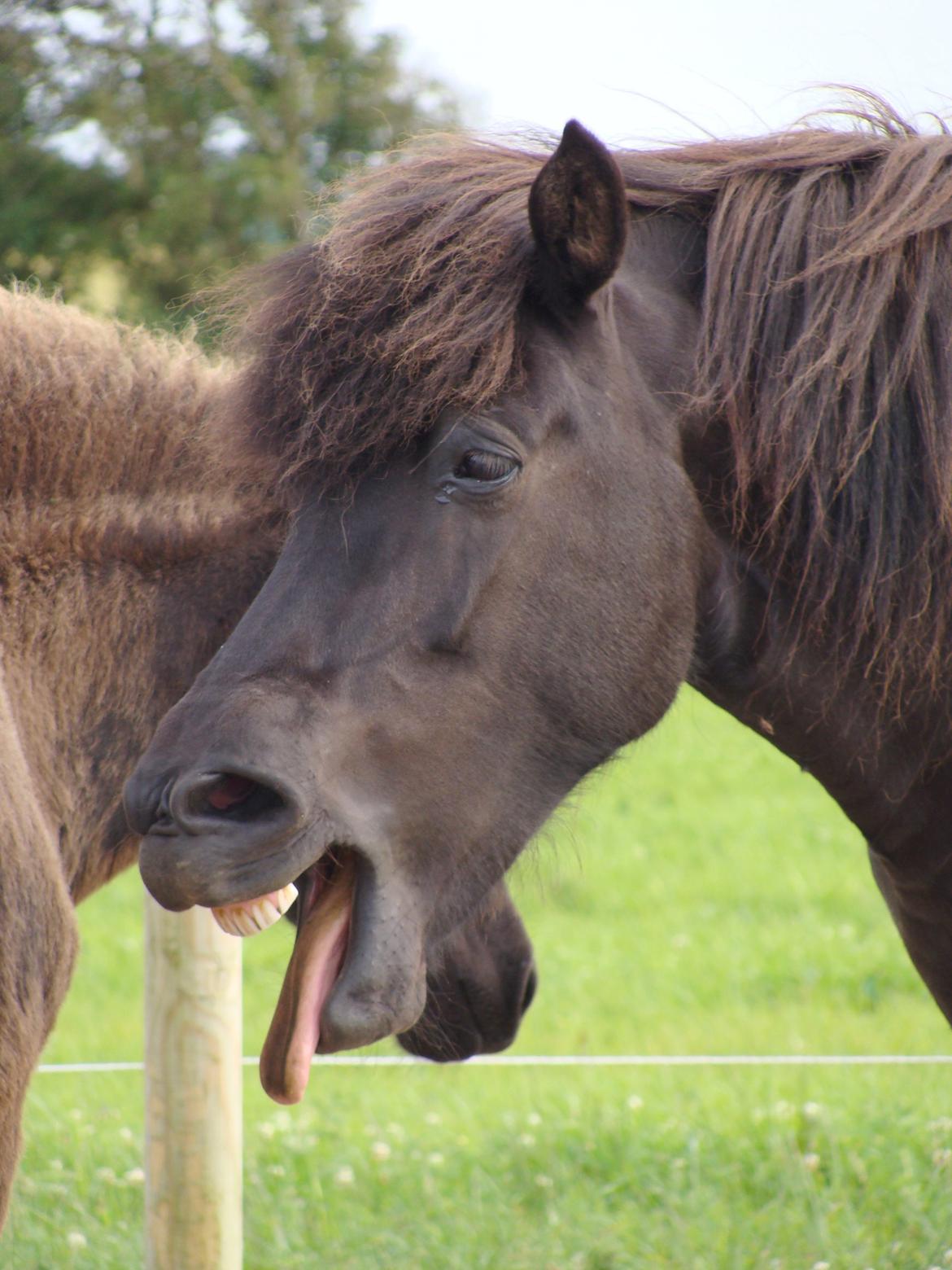 Islænder Fina fra Døesbæk billede 11