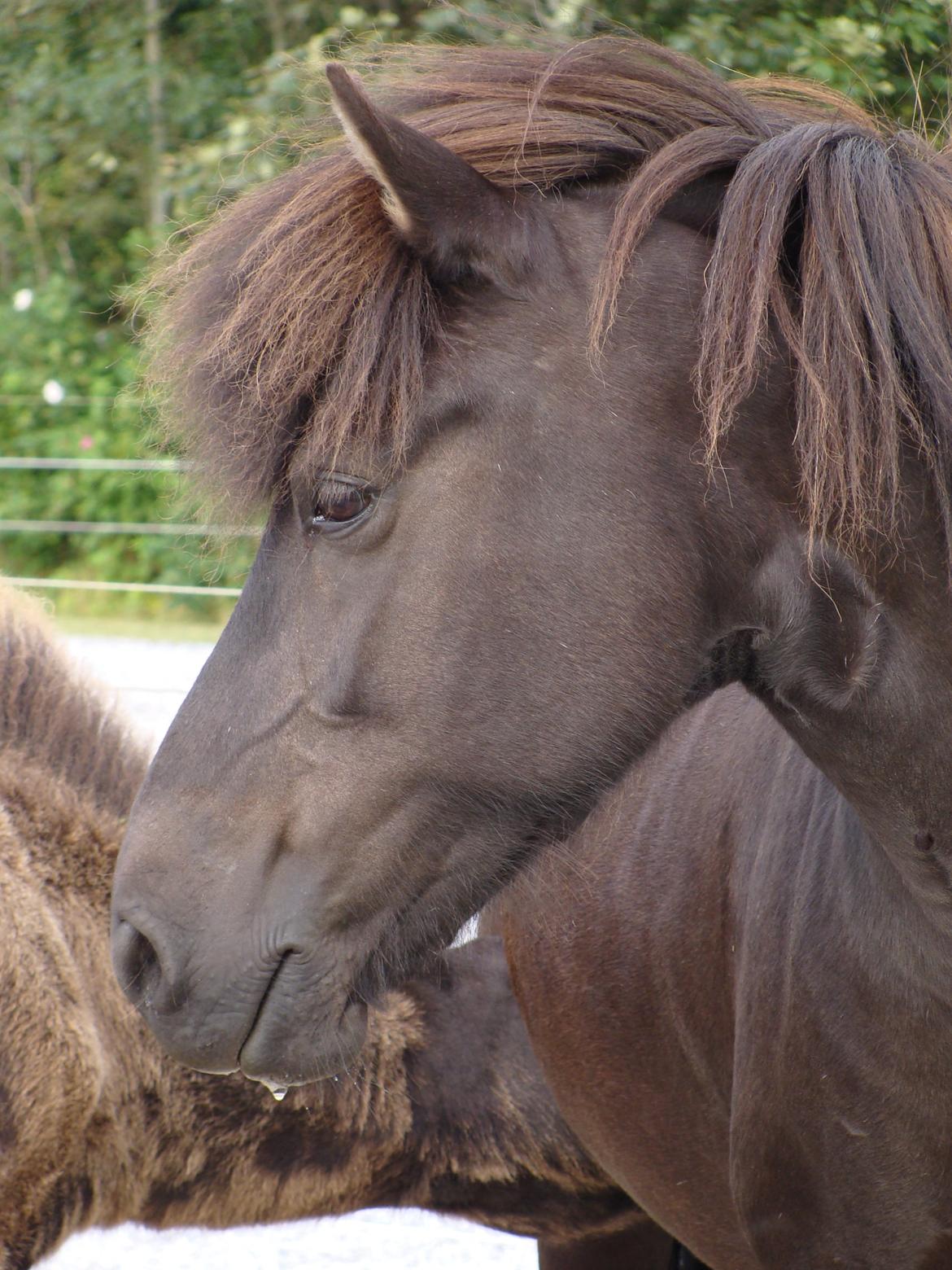 Islænder Fina fra Døesbæk billede 18