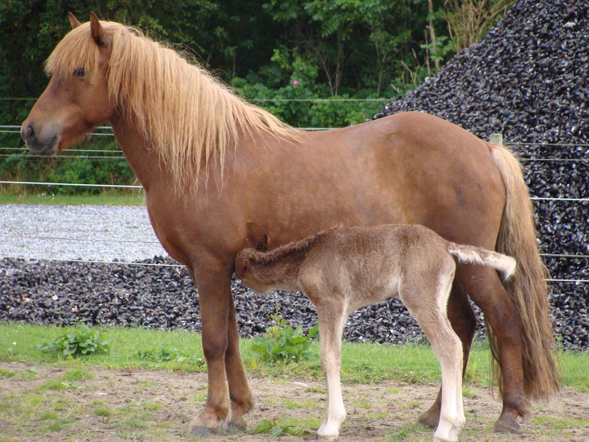 Islænder Skutla fra Anglesey billede 3