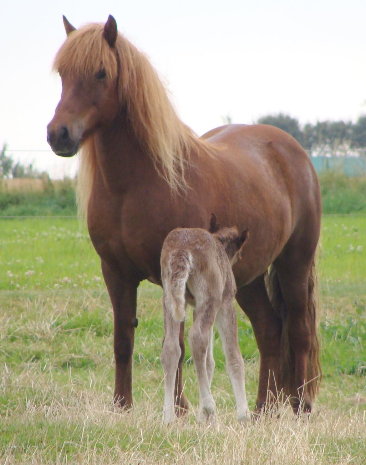 Islænder Skutla fra Anglesey billede 10