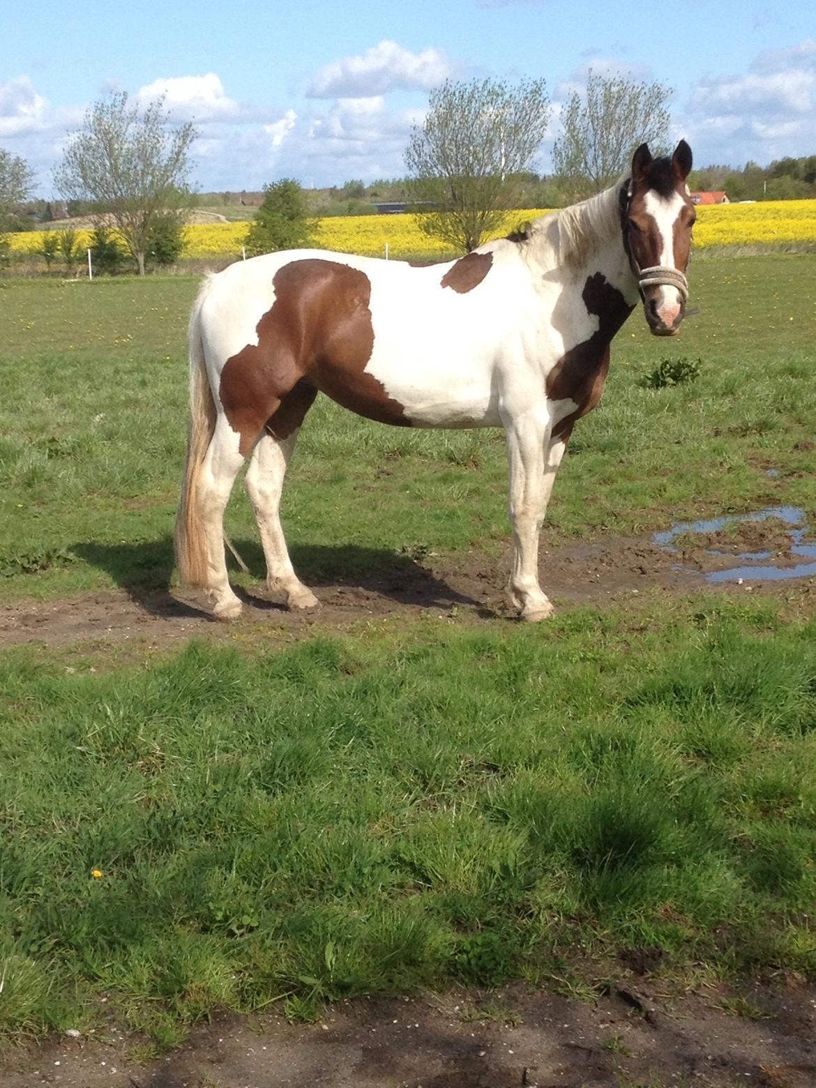 Anden særlig race Kaja fra Birkevang <3 *Yndlings* billede 9