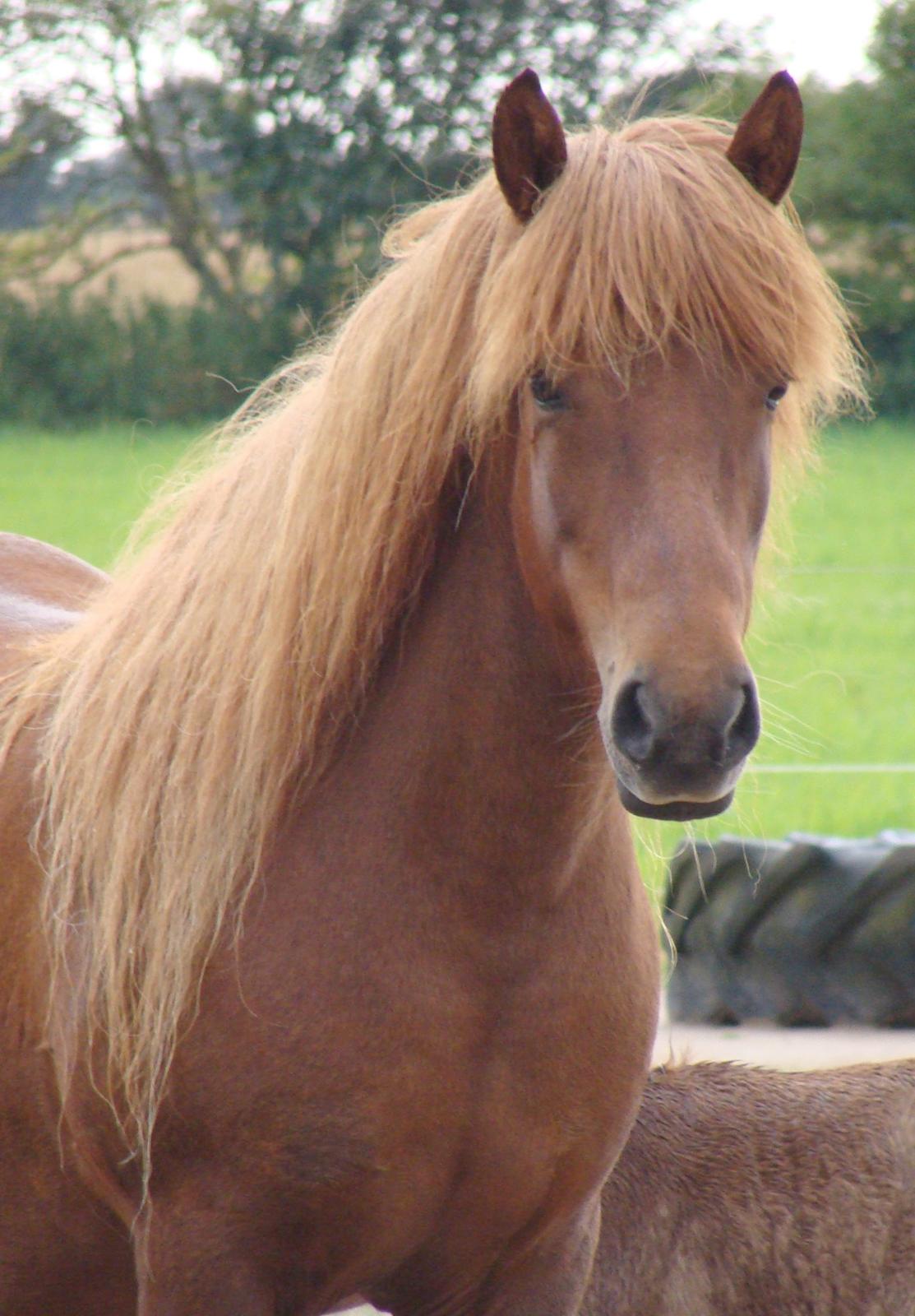Islænder Skutla fra Anglesey billede 6