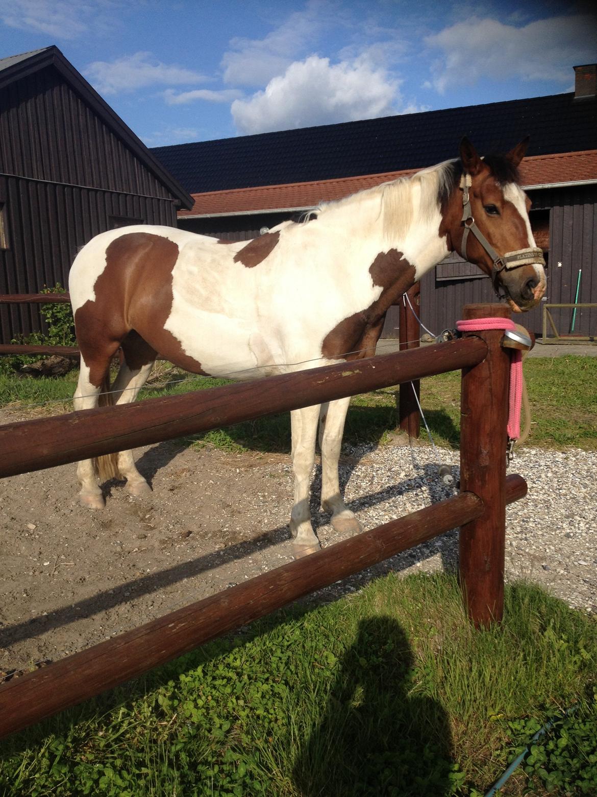 Anden særlig race Kaja fra Birkevang <3 *Yndlings* billede 12