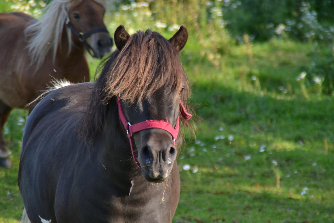 Anden særlig race Gizmo. (førhen Sky) billede 3