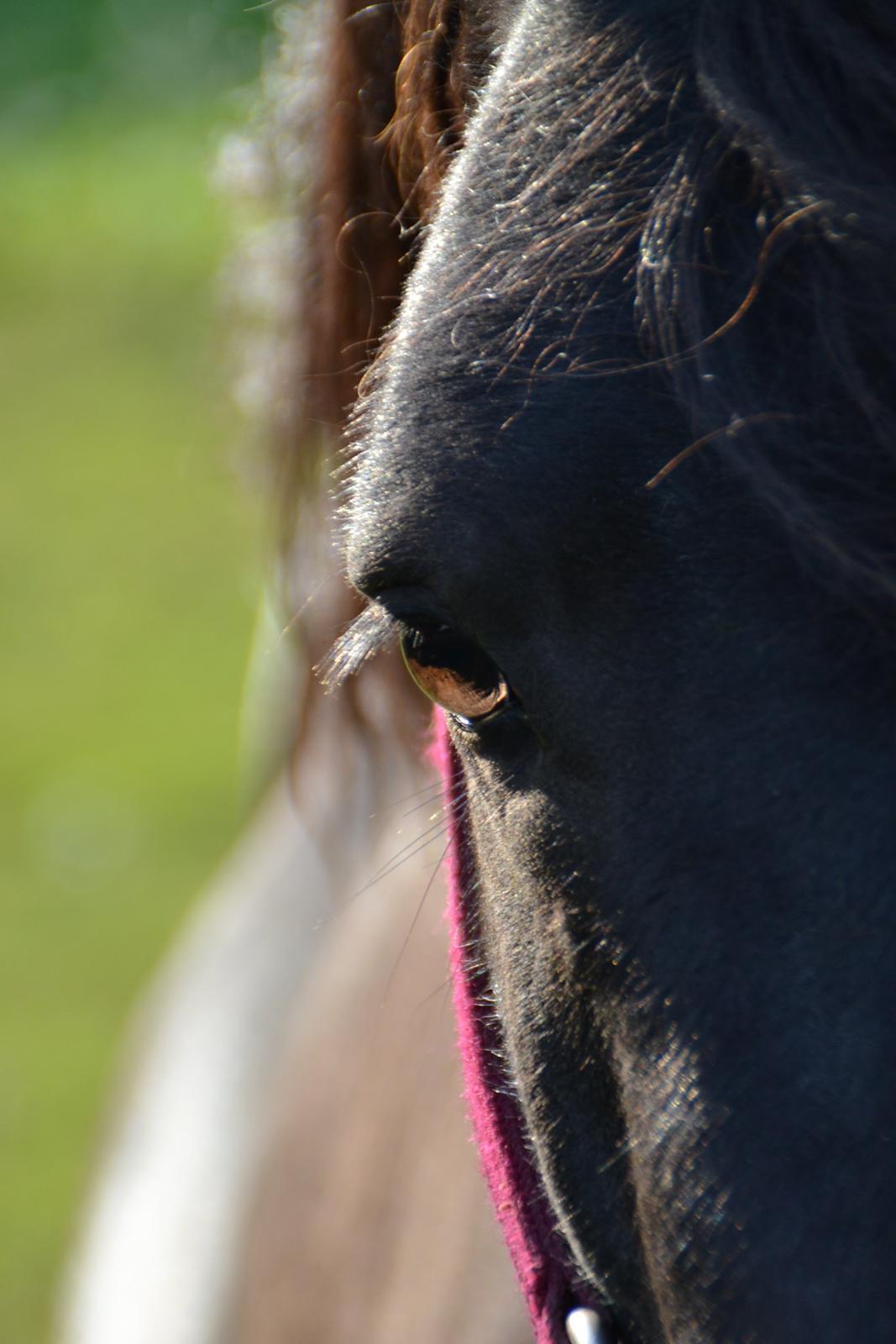 Anden særlig race Gizmo. (førhen Sky) billede 31