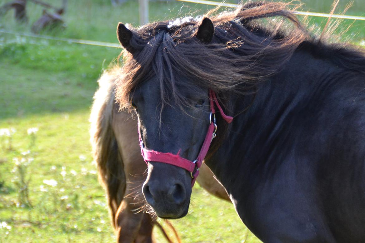 Anden særlig race Gizmo. (førhen Sky) billede 7