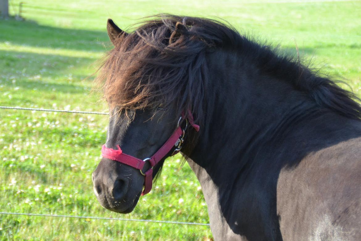 Anden særlig race Gizmo. (førhen Sky) billede 34