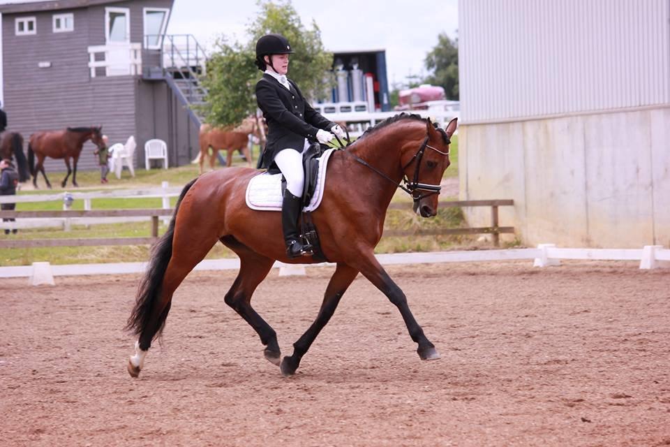 Oldenborg Java Rævdal billede 3