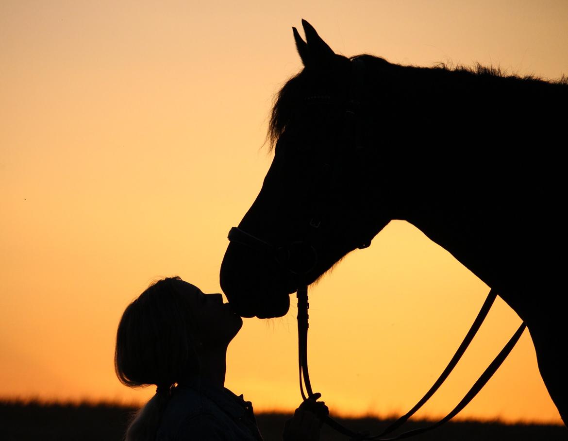 New Forest Hallinds Kaiser - Min bedste ven <3 billede 4