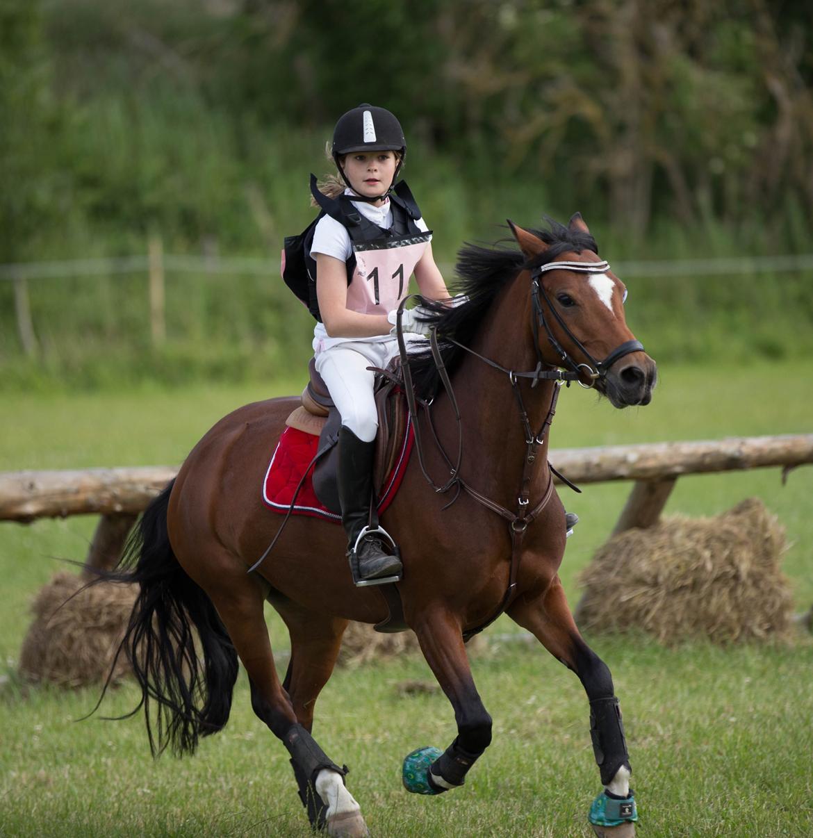 Anden særlig race Constance (kaldenavn Karma) billede 4