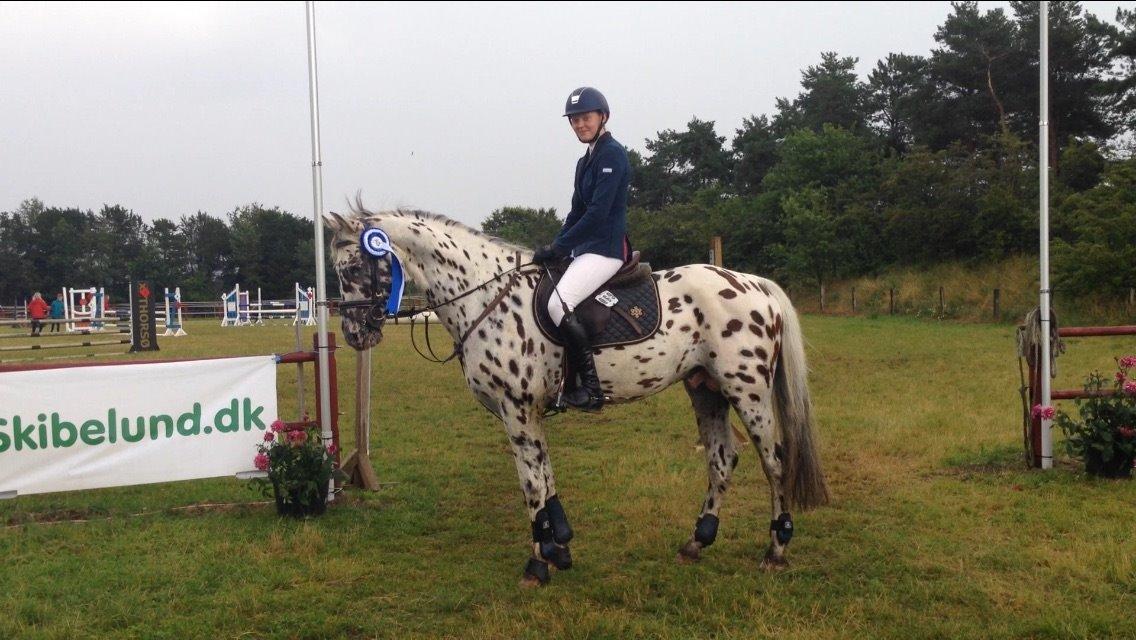 Knabstrupper Fairbanks Skrødstrup billede 8