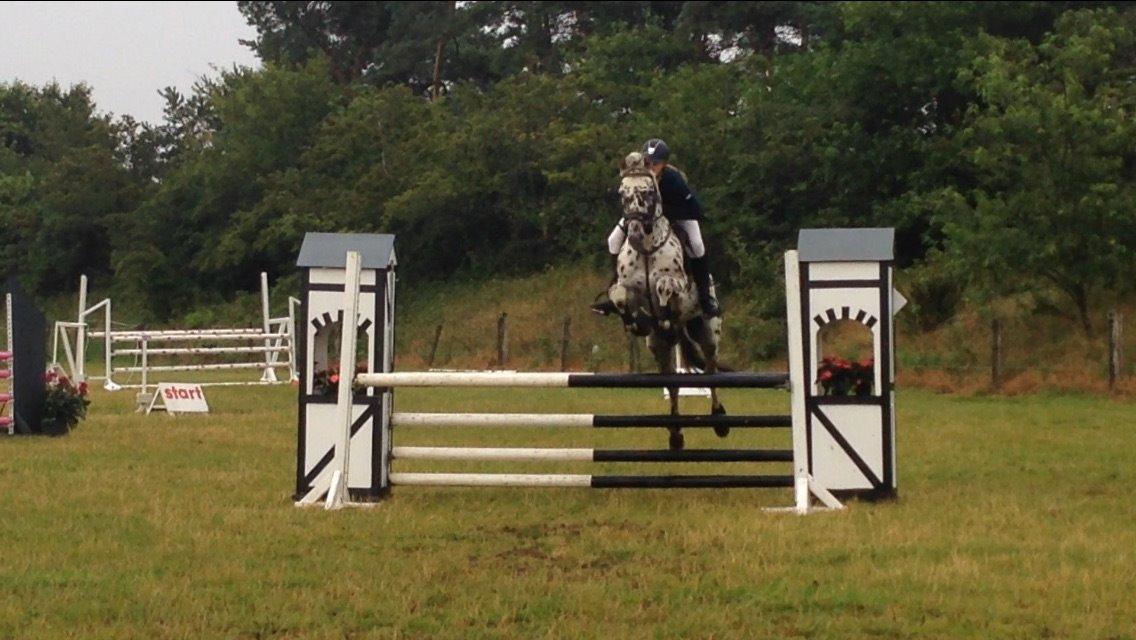 Knabstrupper Fairbanks Skrødstrup billede 7