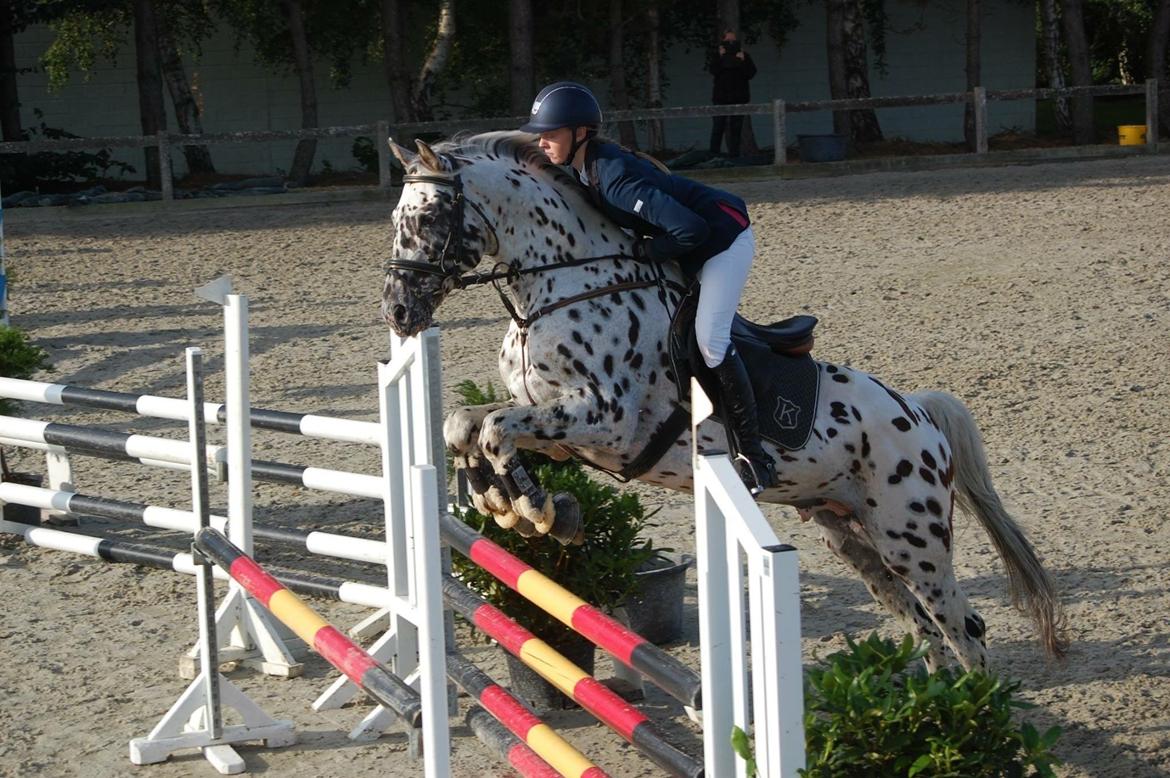 Knabstrupper Fairbanks Skrødstrup billede 9