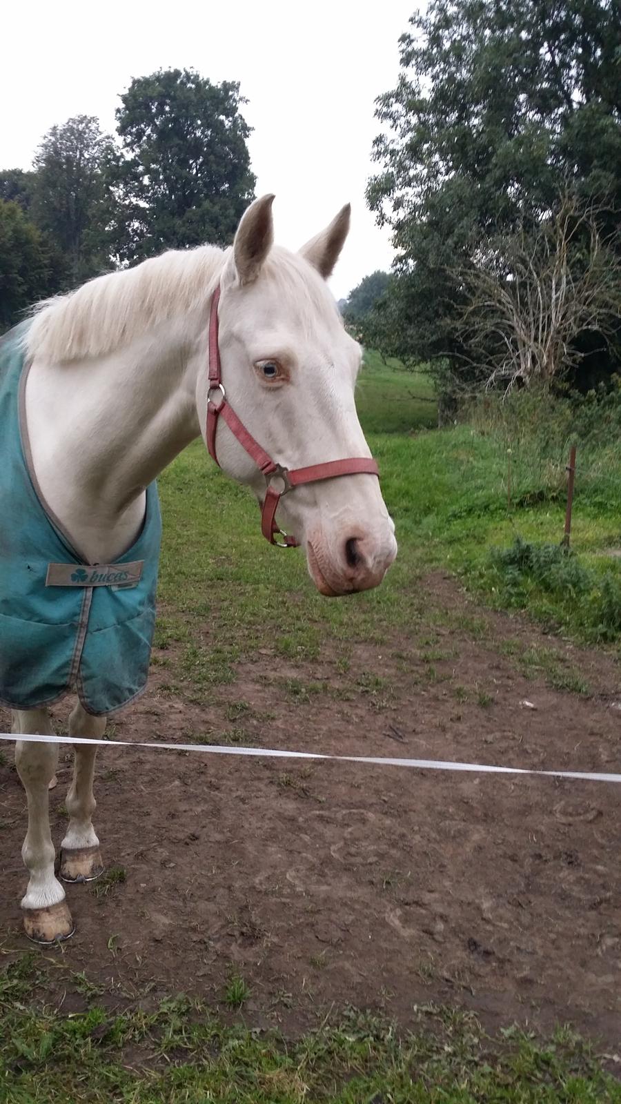 Palomino Blanco - Elsker opmærksomhed :-) billede 8