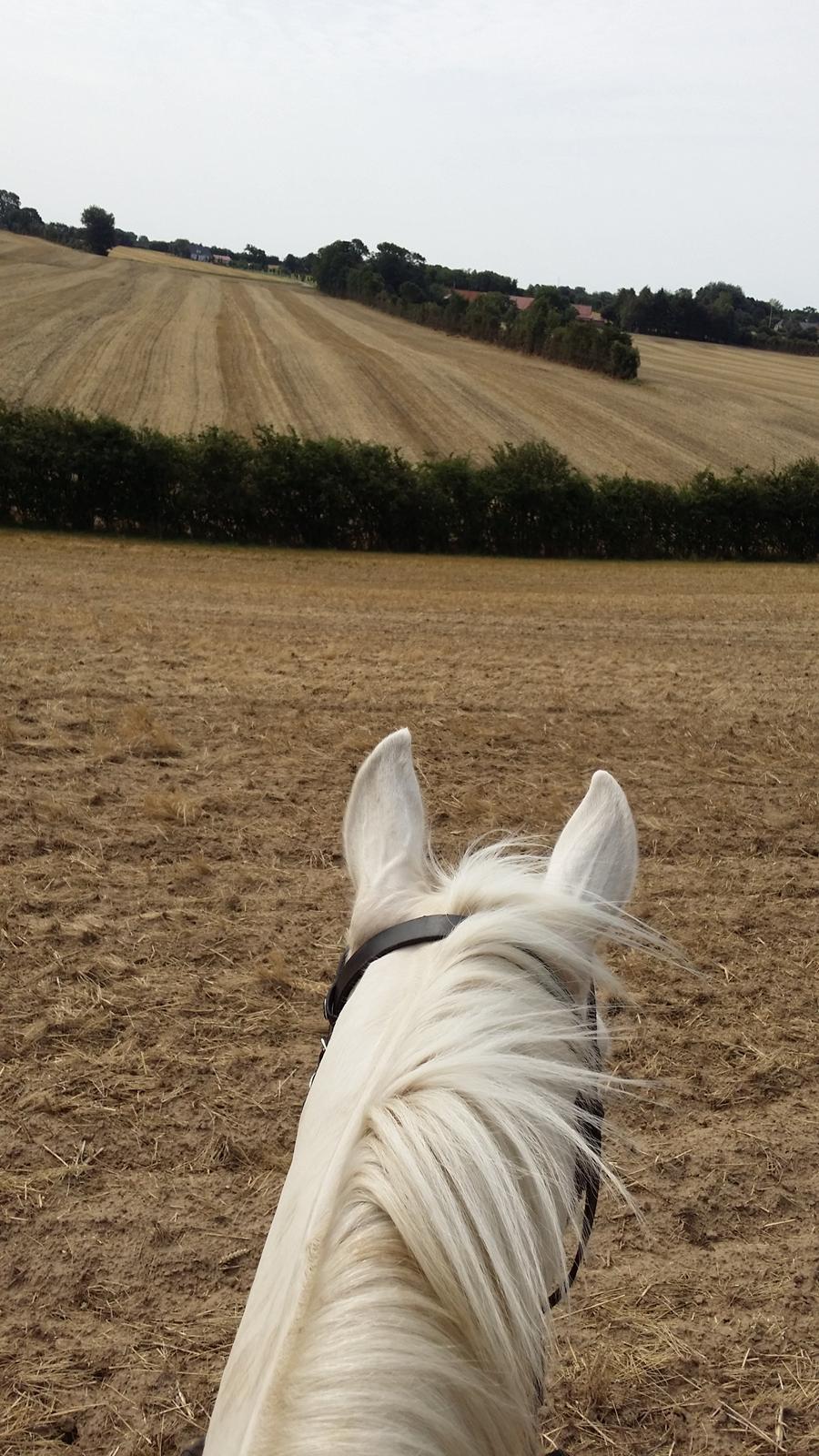 Palomino Blanco - En fantastisk tur udover stubmarkerne.  billede 7