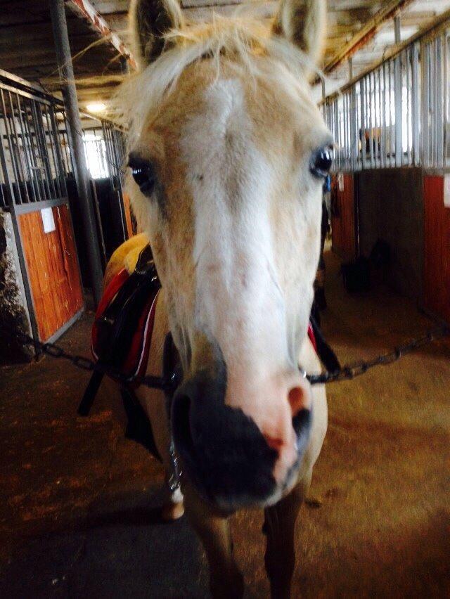 Anden særlig race Ane :-) billede 4