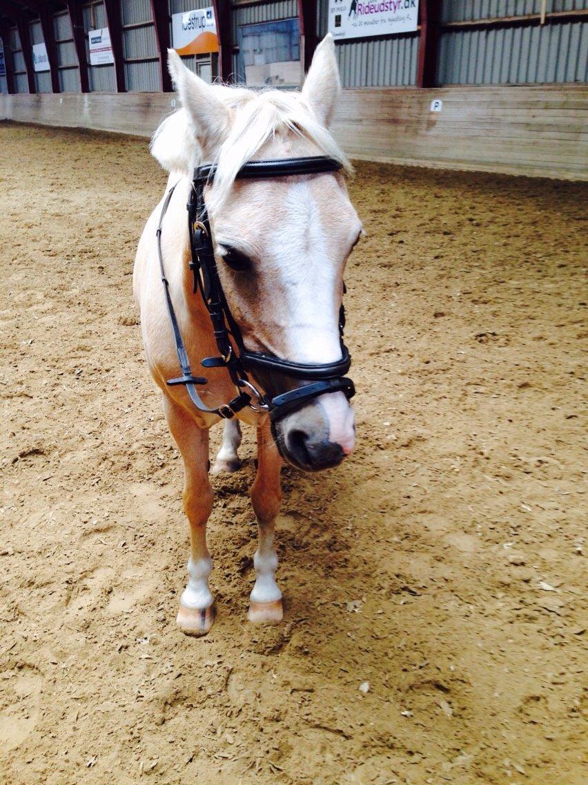 Anden særlig race Ane :-) billede 3