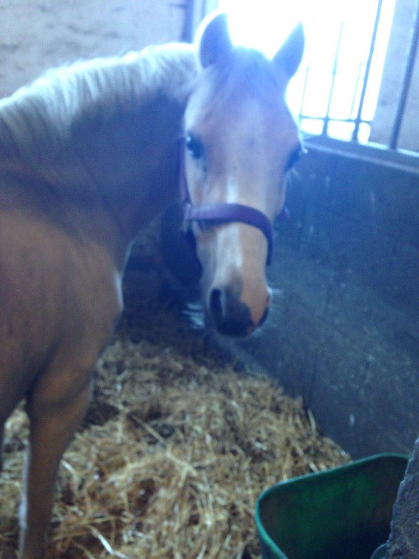 Anden særlig race Ane :-) billede 5