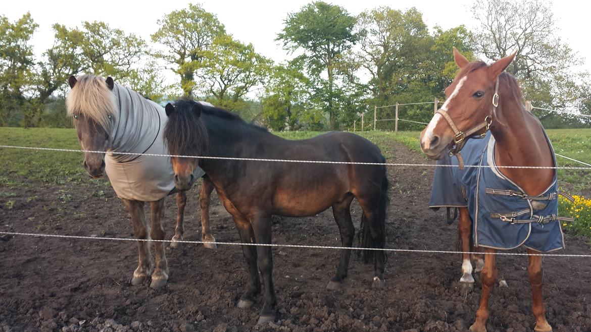 Dartmoor Innis Nissen billede 9