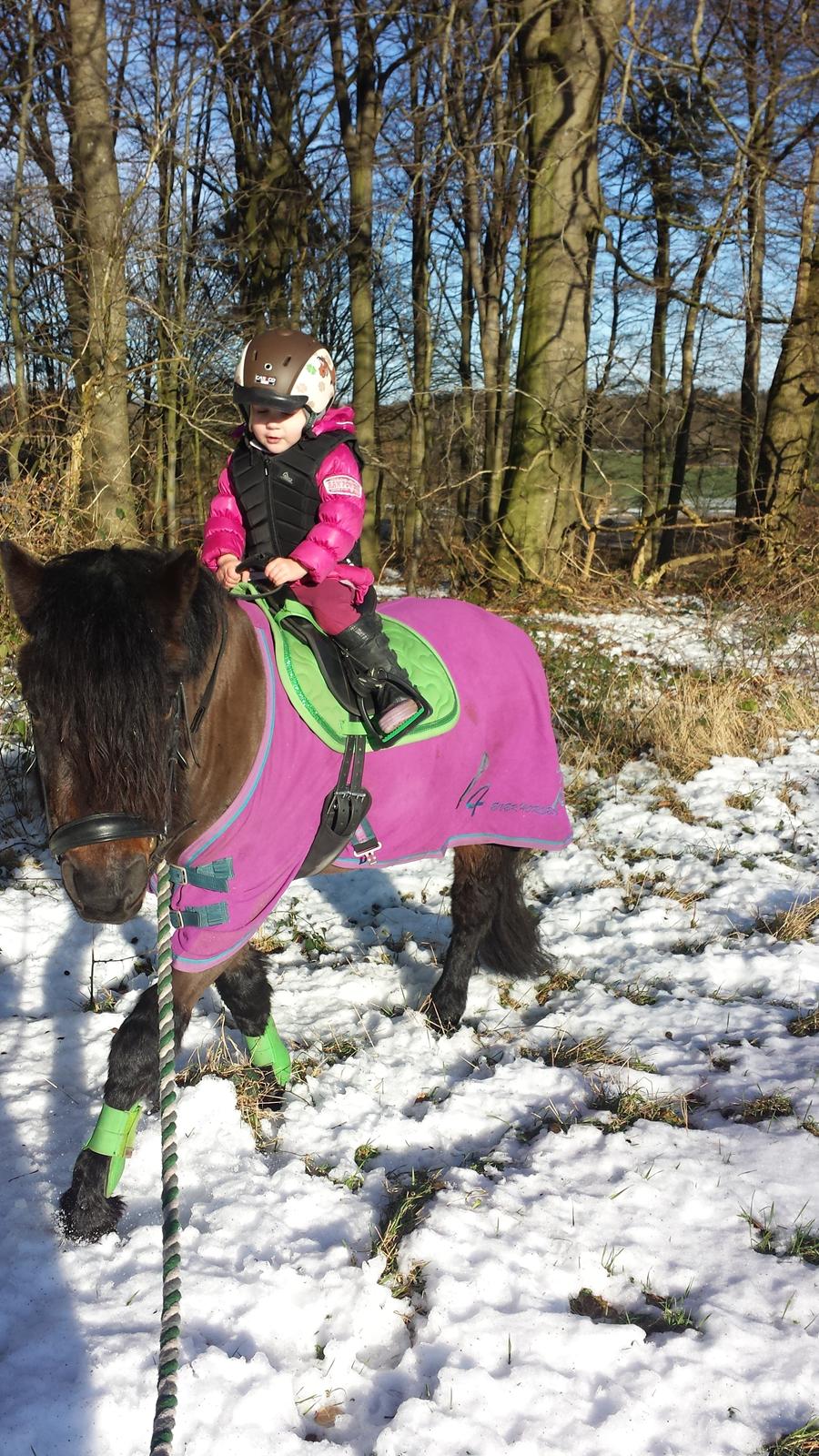 Dartmoor Innis Nissen billede 6