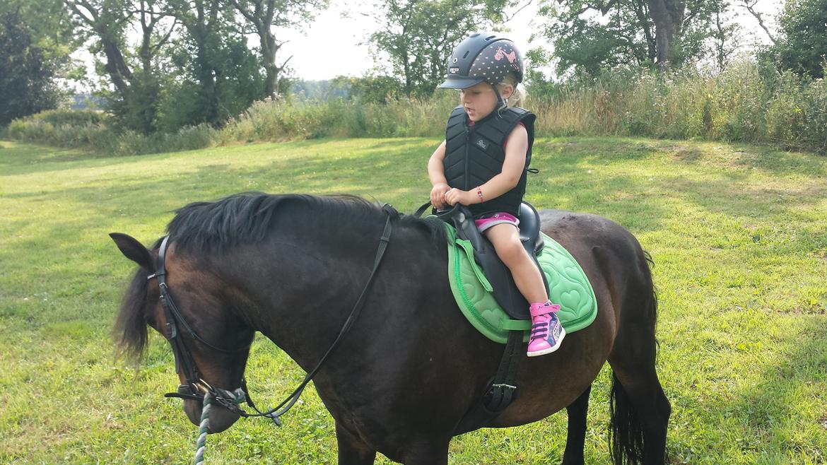 Dartmoor Innis Nissen billede 8