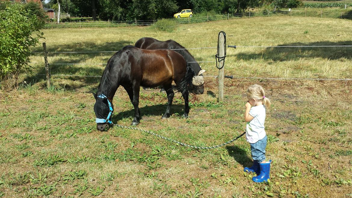 Dartmoor Innis Nissen billede 11