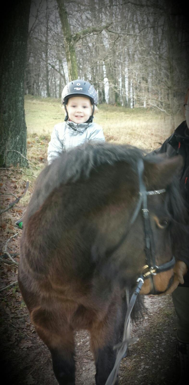 Dartmoor Innis Nissen billede 12