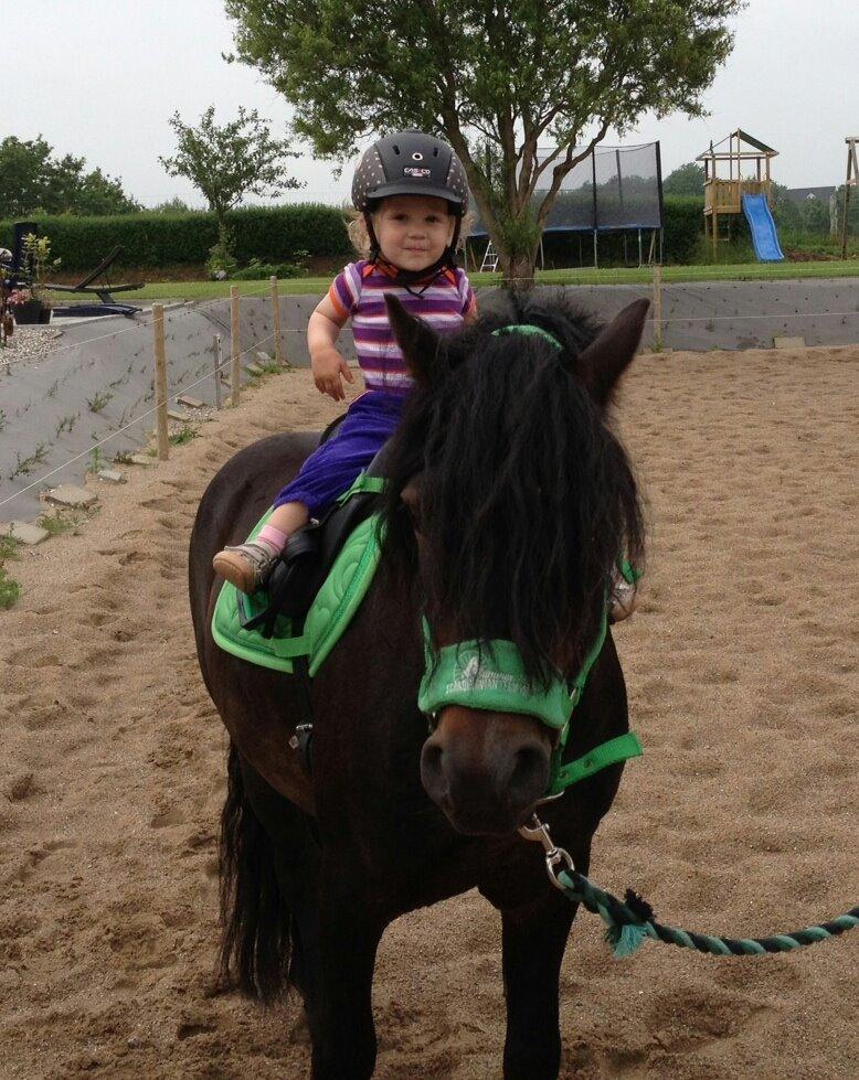 Dartmoor Innis Nissen - Mille og Innis - Maj 2013 billede 5