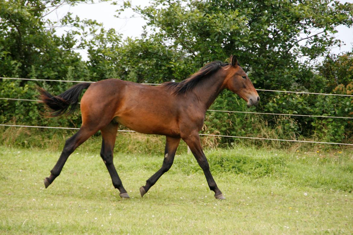 Oldenborg del quinto  billede 5