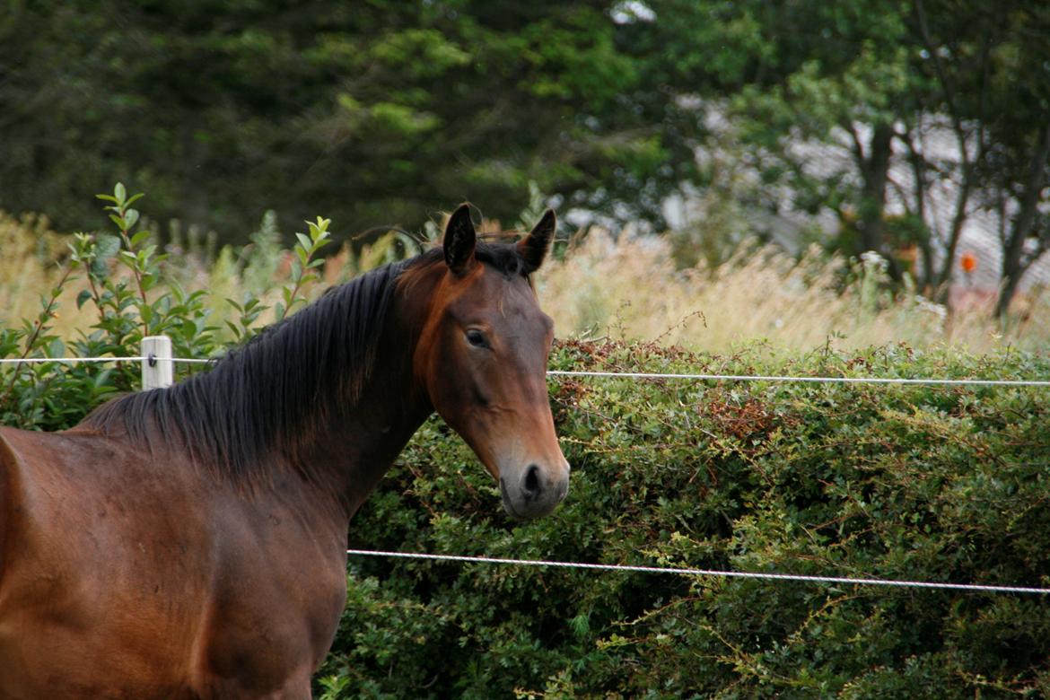 Oldenborg del quinto  billede 11