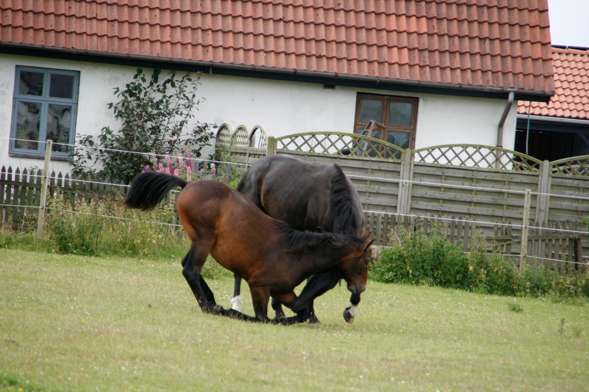 Oldenborg del quinto  billede 13